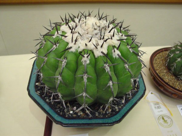 Discocactus_placentiformis